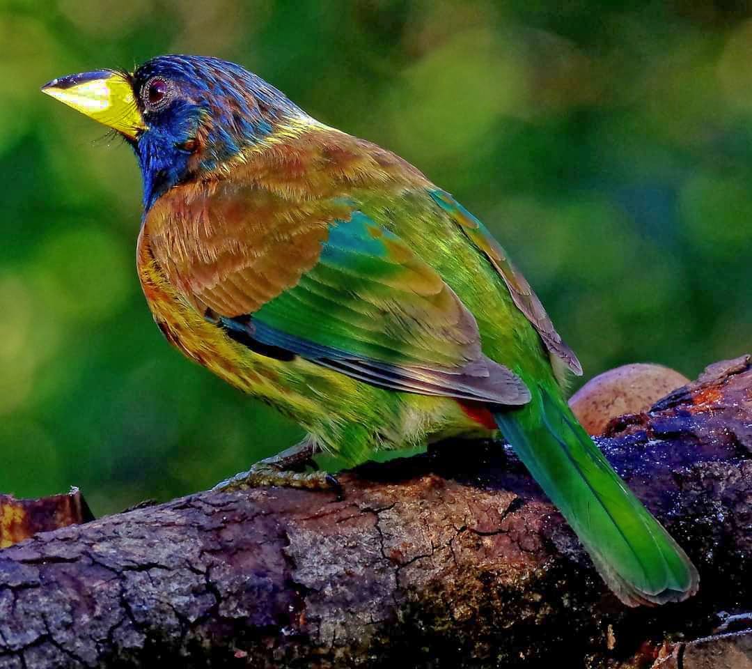 Great barbet bird